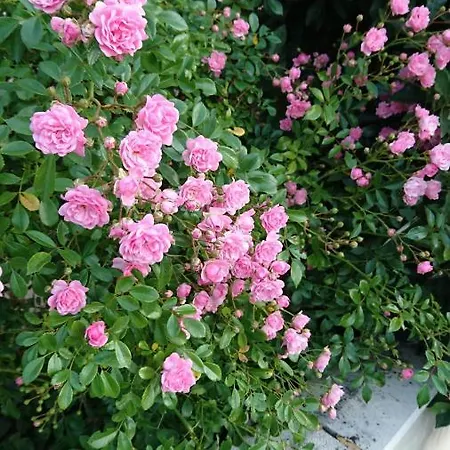 Del Pechs - Avec Terrasse