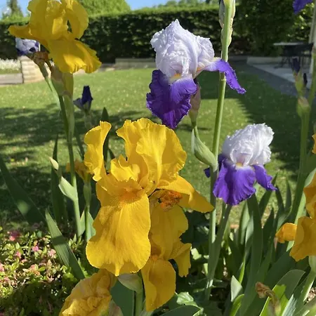 מלון Del Pechs - Avec Terrasse 3*